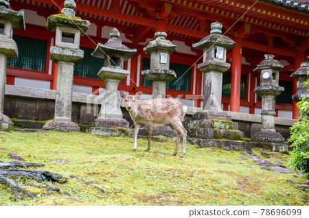奈良春日大學鹿行走的表情 78696099