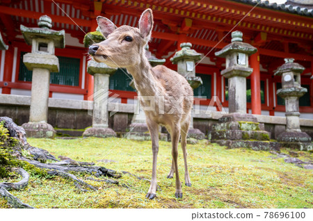 奈良春日大學鹿行走的表情 78696100
