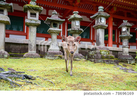 奈良春日大學鹿行走的表情 奈良春日大學鹿行走的表情 78696169