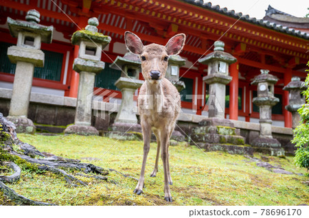 Facial expression of a deer walking in Kasuga University in Nara 78696170