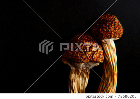 Micro-dosing concept. Dry psilocybin mushrooms on black background. Micro-dosing concept. Dry psilocybin mushrooms on black background. 78696203