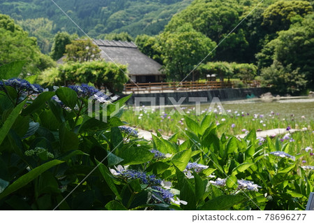 南樂園的繡球花、鳶尾花和村屋 78696277