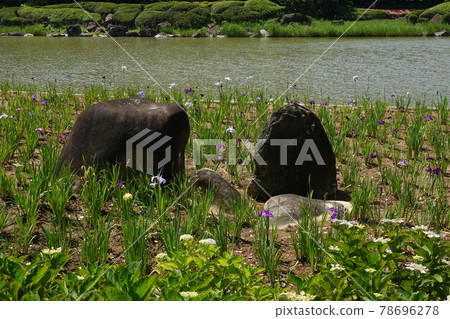 南樂園上池和菖蒲園 78696278