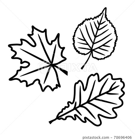 A set of leaves in a vector isolated on a white background in the doodle style. Maple, oak and linden leaf. 78696406