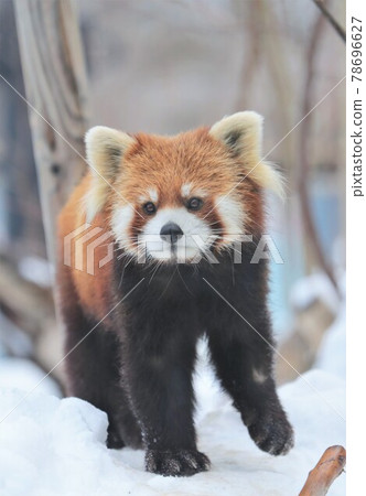 Lesser panda 78696627
