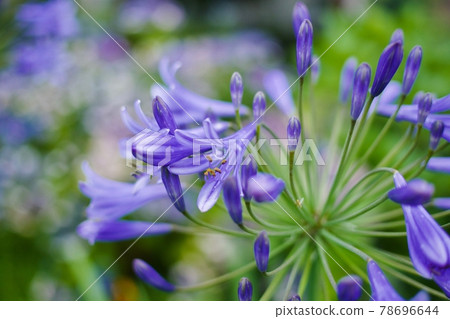 Agapanthus flowers getting wet in the rain Agapanthus flowers getting wet in the rain 78696644