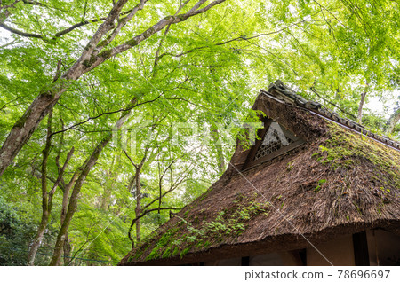 雨後新鮮的綠楓和茅草屋頂 78696697
