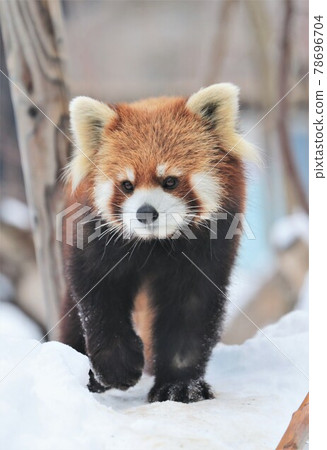 Lesser panda 78696704