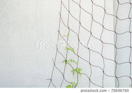 Jasmine crawling on the net 78696780