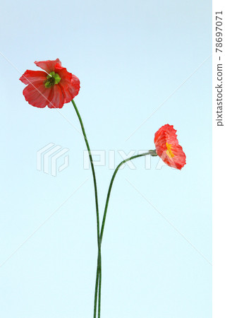 Poppy Poppy 78697071