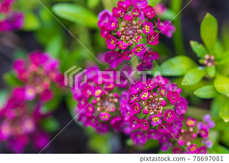 Lobularia maritima purple flowers in the garden 78697081