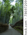 京都S峨野的竹林 78697209
