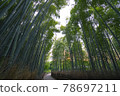 京都S峨野的竹林 78697211