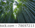 京都S峨野的竹林 78697213