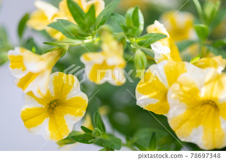 Super Bell Lemon Slice | Yellow Striped Calibra Core 78697348