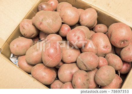 Andes red with soil in cardboard 78697353