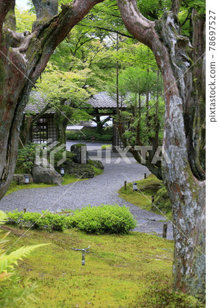 Shozan Fresh green and moss garden 78697527