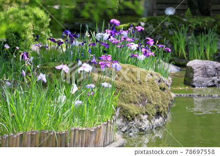 Shozan Fresh green and moss garden Shozan Fresh green and moss garden 78697558