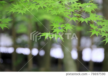 Shozan Fresh green and moss garden 78697590