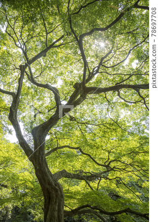 一棵長滿嫩葉的楓樹展開枝條,彷彿在春舞中翩翩起舞 一棵長滿嫩葉的楓樹展開枝條,彷彿在春舞中翩翩起舞 78697708