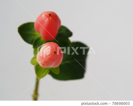 Red fruit of Hippelicum 78698003