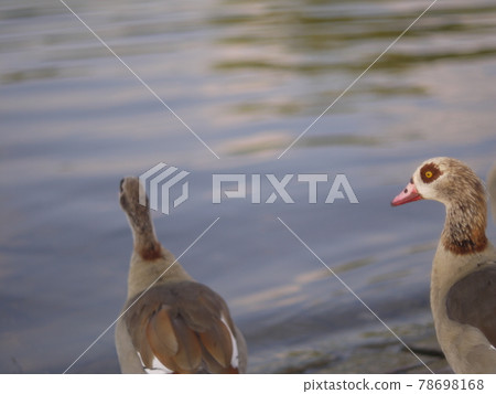 bird bird 78698168
