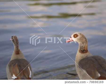 wild bird wild bird 78698169