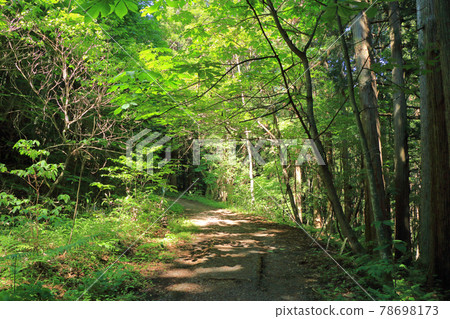Togakushi Shrine Shinto (Road from Hokkosha to Chusha) Togakushi Shrine Shinto (Road from Hokkosha to Chusha) 78698173