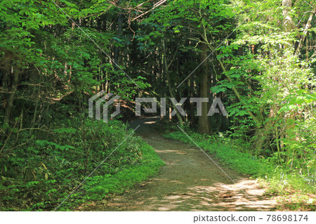Togakushi Shrine Shinto (Road from Hokkosha to Chusha) Togakushi Shrine Shinto (Road from Hokkosha to Chusha) 78698174