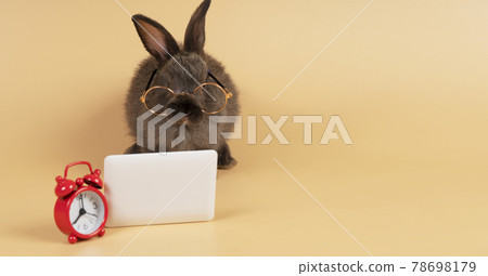 fluffy rabbit bunny wear eyeglasses with laptop , clock sitting over isolated pastel background fluffy rabbit bunny wear eyeglasses with laptop , clock sitting over isolated pastel background 78698179