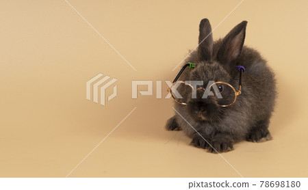 little fluffy rabbit bunny wear eyeglasses while sitting over isolated pastel yellow background. little fluffy rabbit bunny wear eyeglasses while sitting over isolated pastel yellow background. 78698180