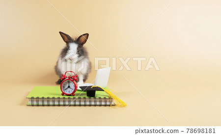 Adorable baby rabbit bunny grey and white with diary book, laptop, red alarm clock graduation cap 78698181