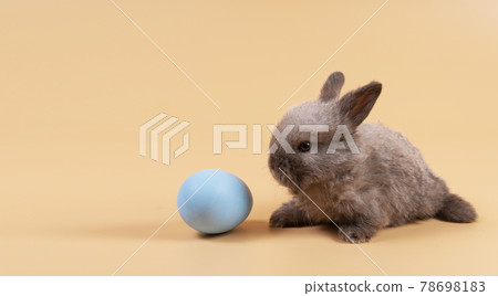 Newborn brown and grey rabbit sitting with blue paint easter eggs over isolated pastel background Newborn brown and grey rabbit sitting with blue paint easter eggs over isolated pastel background 78698183