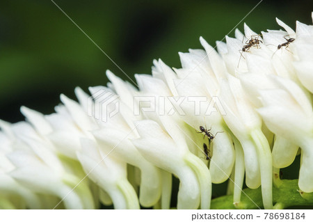 Bouquet White Dendrobium secundum, Epidendroideae flower with ant over nature background Bouquet White Dendrobium secundum, Epidendroideae flower with ant over nature background 78698184
