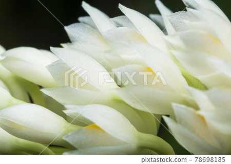 Bouquet White Dendrobium secundum, Epidendroideae flower over green nature background. Bouquet White Dendrobium secundum, Epidendroideae flower over green nature background. 78698185