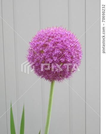 allium gigantium allium gigantium 78698232