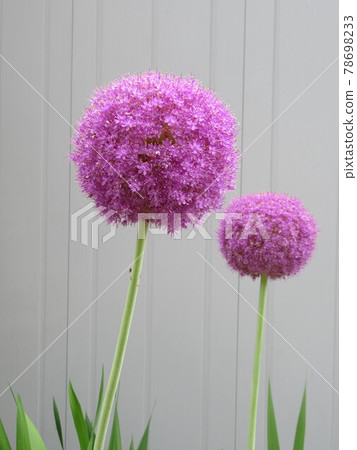 allium gigantium allium gigantium 78698233