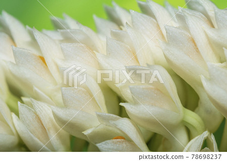 Bouquet White Dendrobium secundum, Epidendroideae flower over green nature background.  78698237