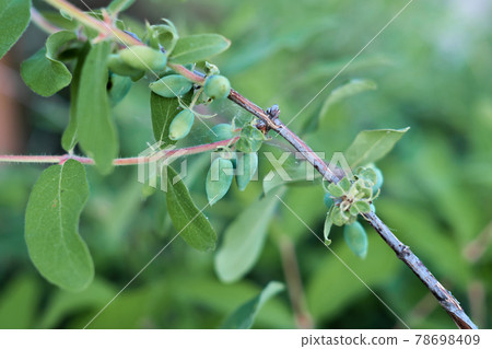 honeysuckle branches and green unripe berries. organic gardening and farming. natural vitamins 78698409