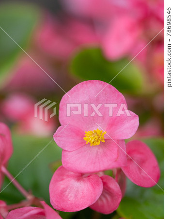 Begonia flowers 78698546