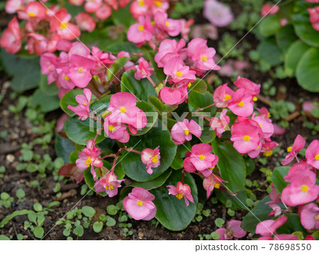 Begonia flowers Begonia flowers 78698550