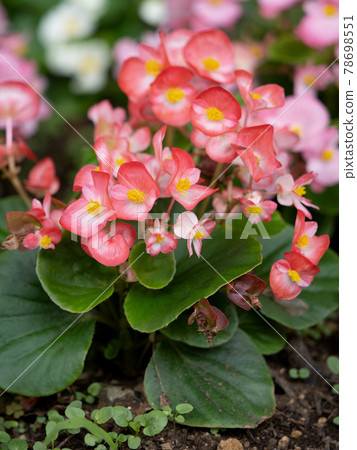Begonia flowers 78698551