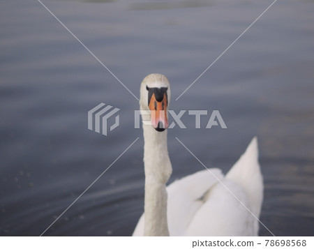 swan swan 78698568