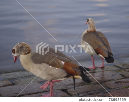 wild bird wild bird 78698569