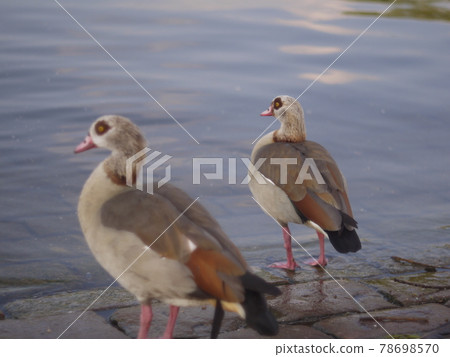bird bird 78698570