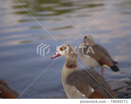 bird bird 78698571