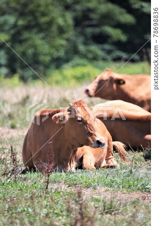 紅頭髮牛肉 78698836