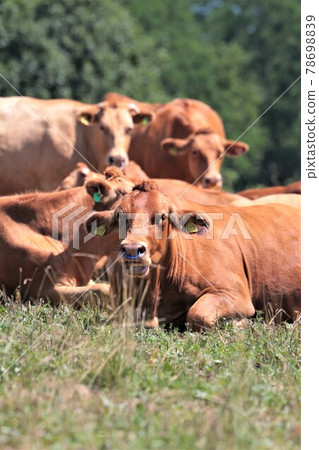 紅頭髮牛肉 78698839