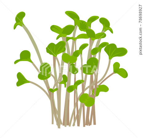 Radish sprout vector stock illustration. sprouted red radish. Micro-village.of young plants. Sprouted seeds are green grass Isolated on a white background. 78698927