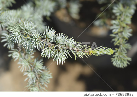 Blue atlas cedar Blue atlas cedar 78698982